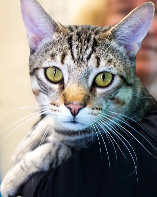 Nickel- Fiv