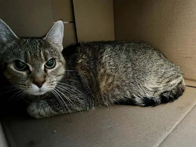 Bowdoin - Domestic Short Hair