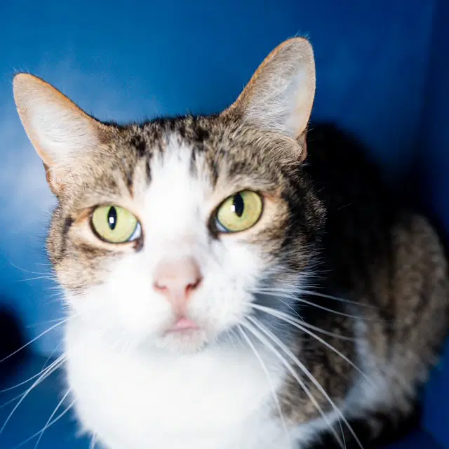 Mandy - Domestic Short Hair