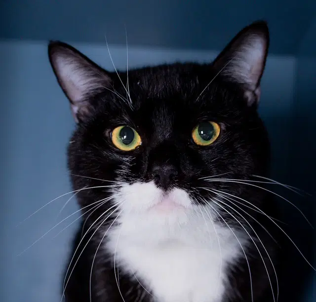 Ace - Domestic Medium Hair