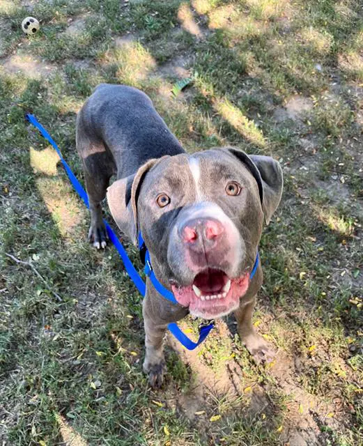 Caylex - Pit Bull Terrier