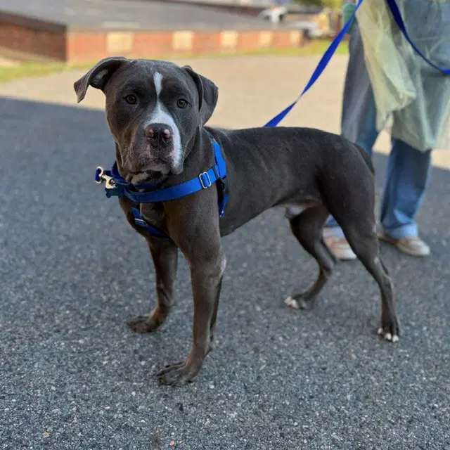 Caylex - Pit Bull Terrier