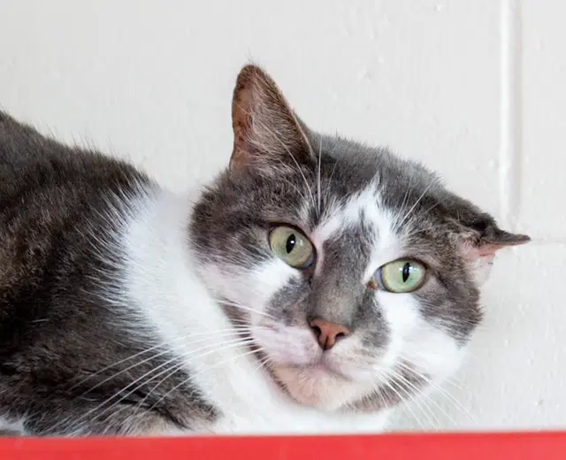 Nugget - Domestic Short Hair