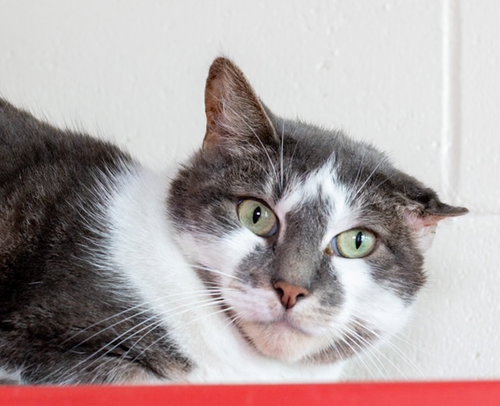 NUGGET, a cat for adoption from MSPCA - Boston Animal Care and Adoption Center