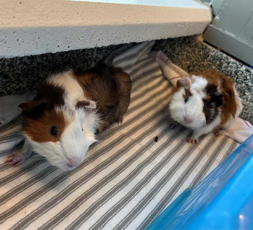 ABBOTT, a guinea pig for adoption from MSPCA - Boston Animal Care and Adoption Center