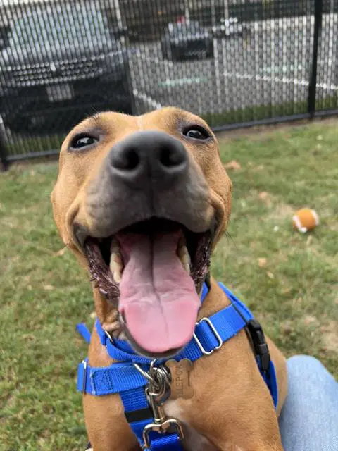 Girl Red - Pit Bull Terrier