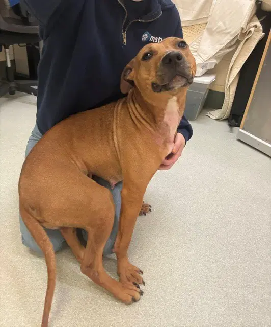 Girl Red - Pit Bull Terrier