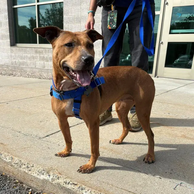 Girl Red - Pit Bull Terrier