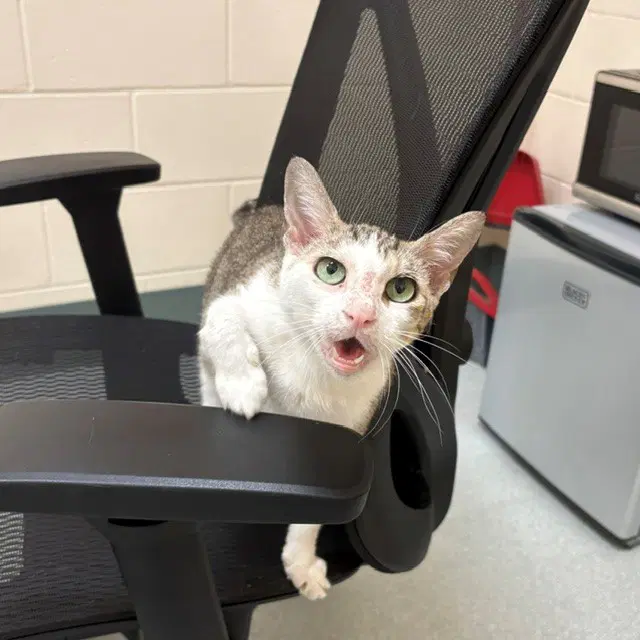 Mila - Domestic Short Hair