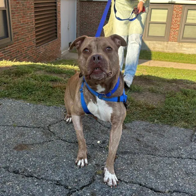 Kash - Pit Bull Terrier