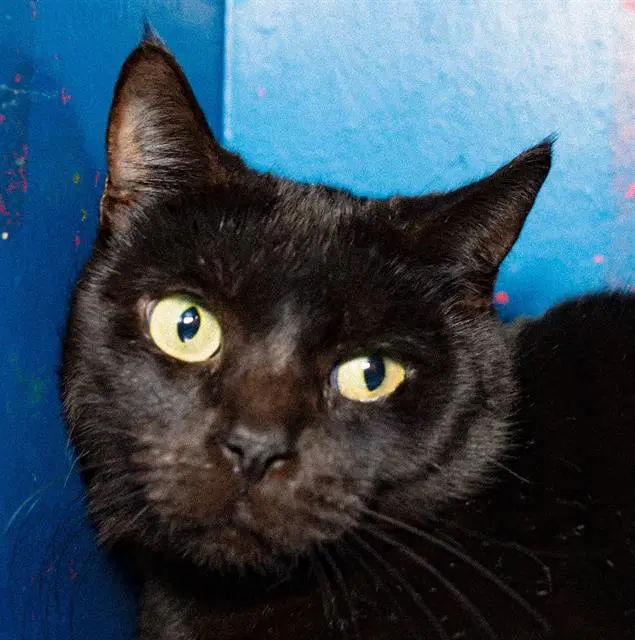Gaia - Domestic Short Hair