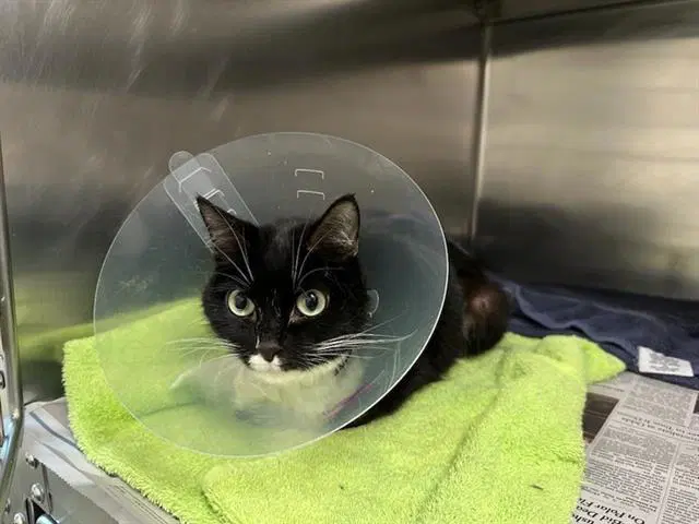 Drama - Domestic Short Hair