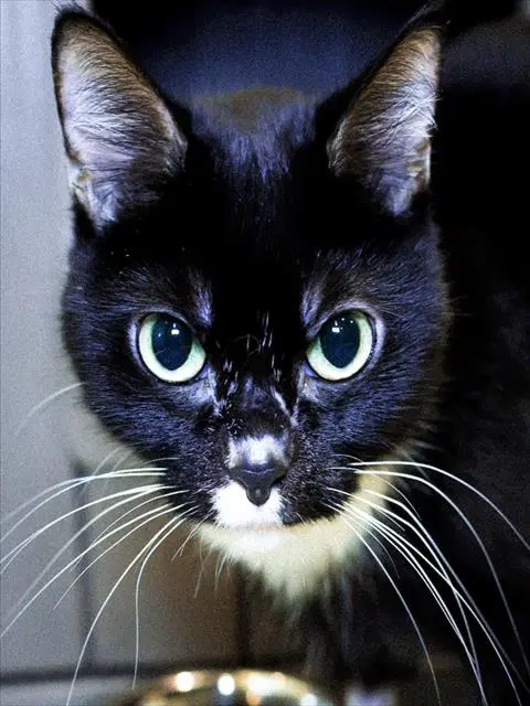 Drama - Domestic Short Hair