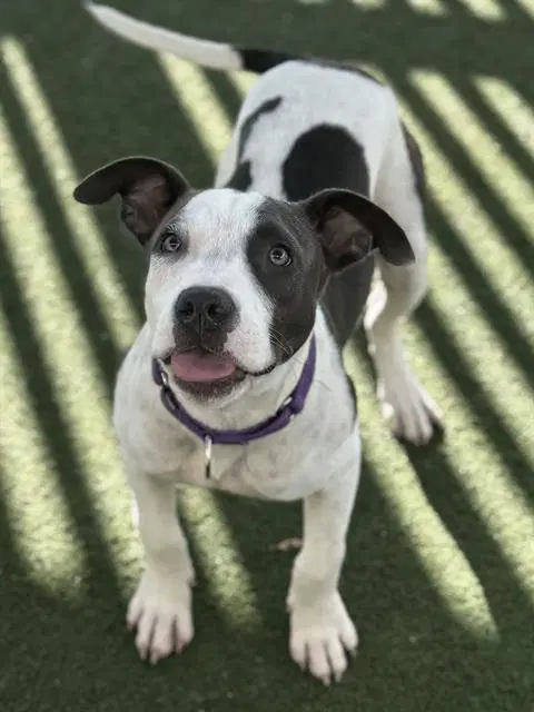 Sawyer - Pit Bull Terrier