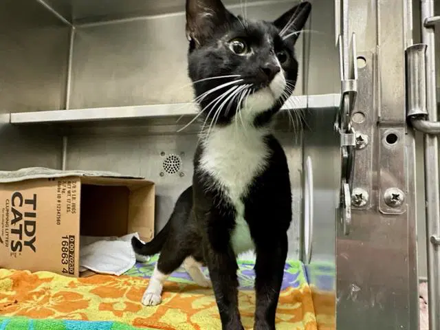 Knight - Domestic Short Hair