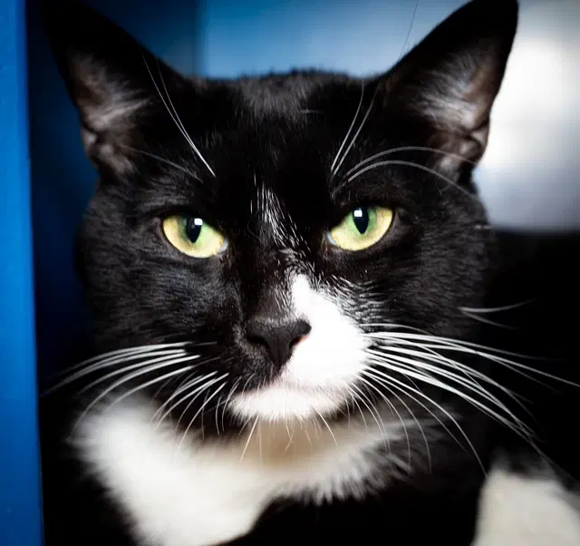 Knight - Domestic Short Hair