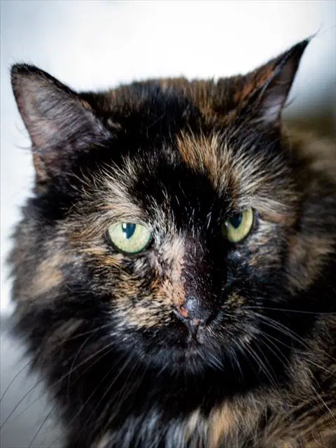 Teeney - Domestic Long Hair
