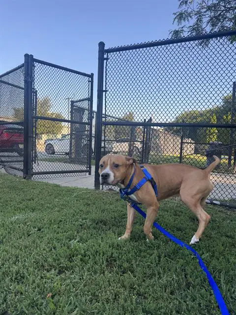 Roko - Pit Bull Terrier