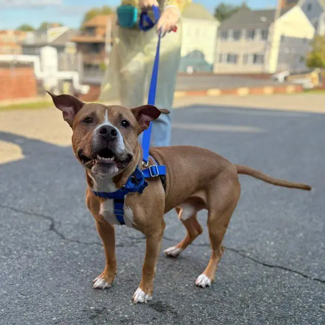 Roko - Pit Bull Terrier