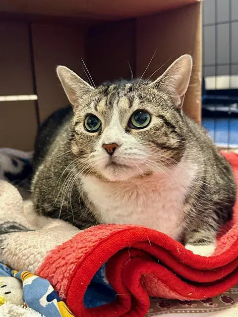 Macy - Domestic Medium Hair