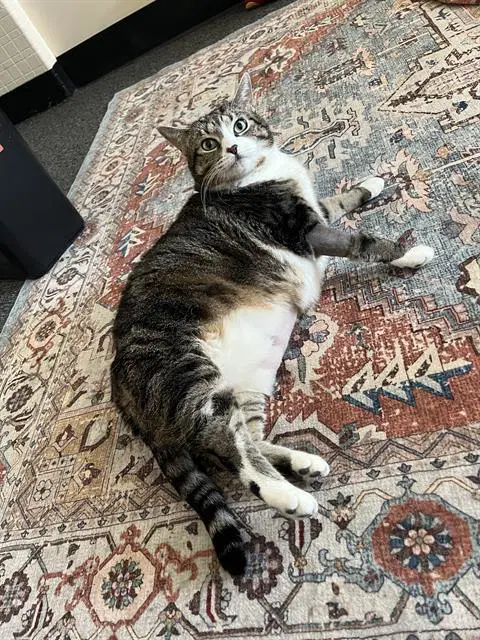 Macy - Domestic Medium Hair