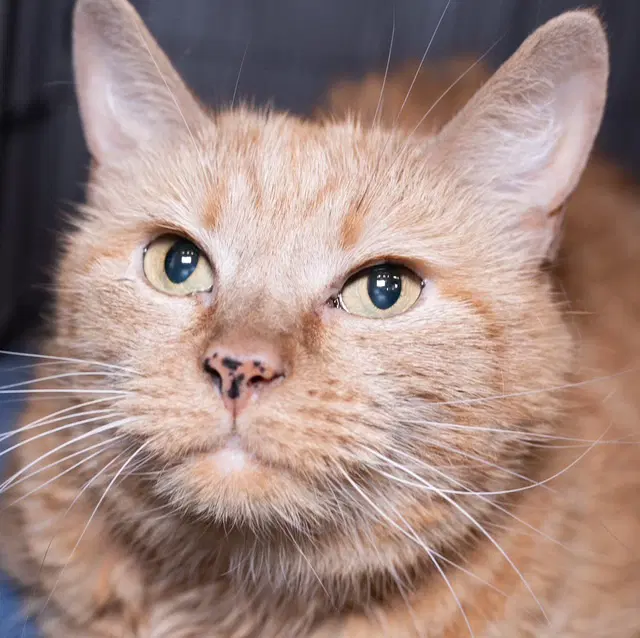 Addie - Domestic Short Hair