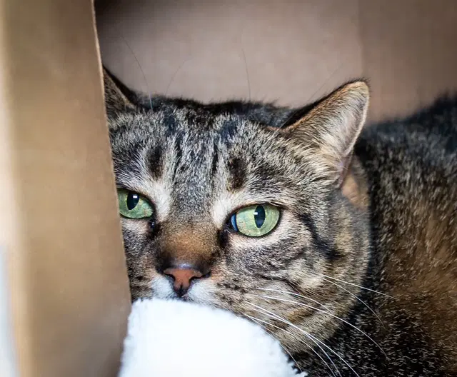 Bebe - Domestic Short Hair