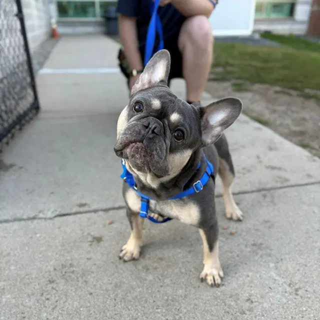Jack - French Bulldog