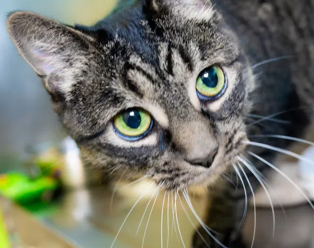 Lucy - Domestic Short Hair