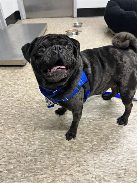 Mylo - Pug