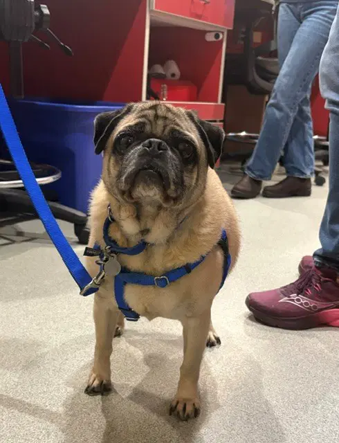 Dante - Pug