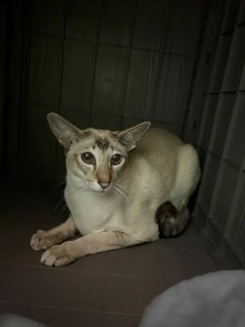 Rain Song - Siamese