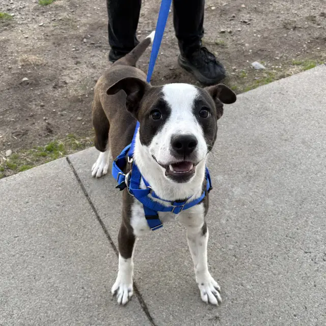 Max - Pit Bull Terrier