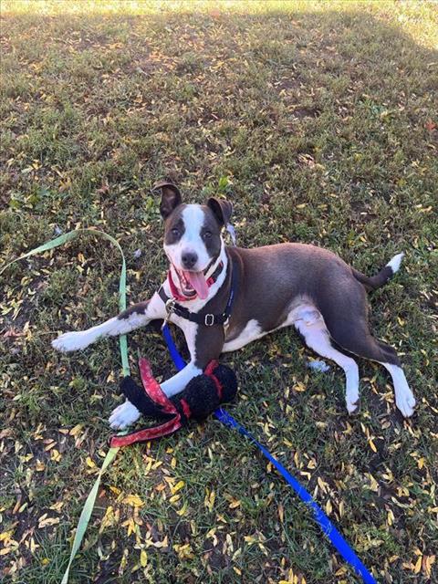 Bologna, Pit Bull Terrier / Jack Russell Terrier (Parson Russell Terrier) / Mixed (medium coat)