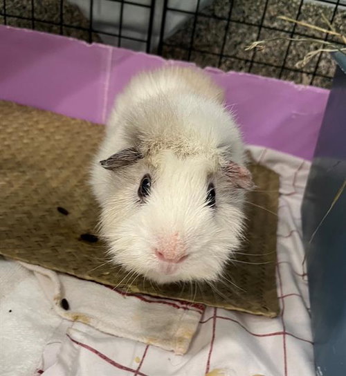 BUTTA, a guinea pig for adoption from MSPCA - Boston Animal Care and Adoption Center