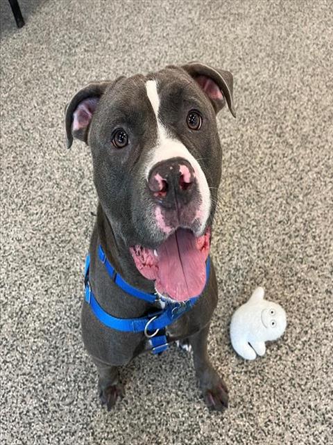 Caylex, Pit Bull Terrier