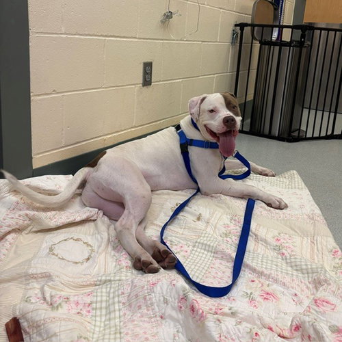 ROCKET, a dog for adoption from MSPCA - Boston Animal Care and Adoption Center