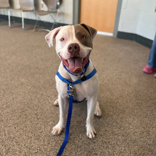 Rocket - Pit Bull Terrier