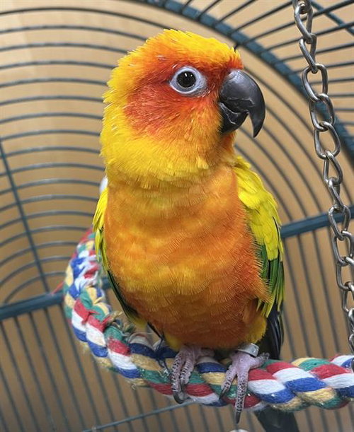 PEETY, a parrot for adoption from MSPCA - Boston Animal Care and Adoption Center