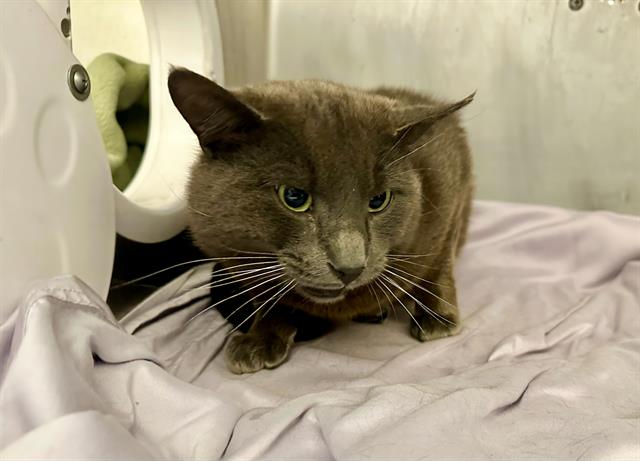 Leon, Domestic Short Hair