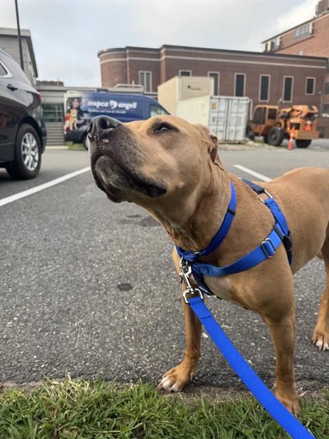 Maple, Labrador Retriever