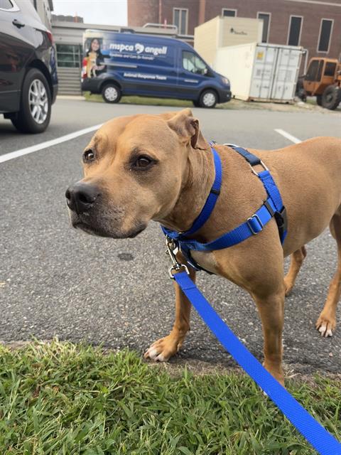 MAPLE, a dog for adoption from MSPCA - Boston Animal Care and Adoption Center
