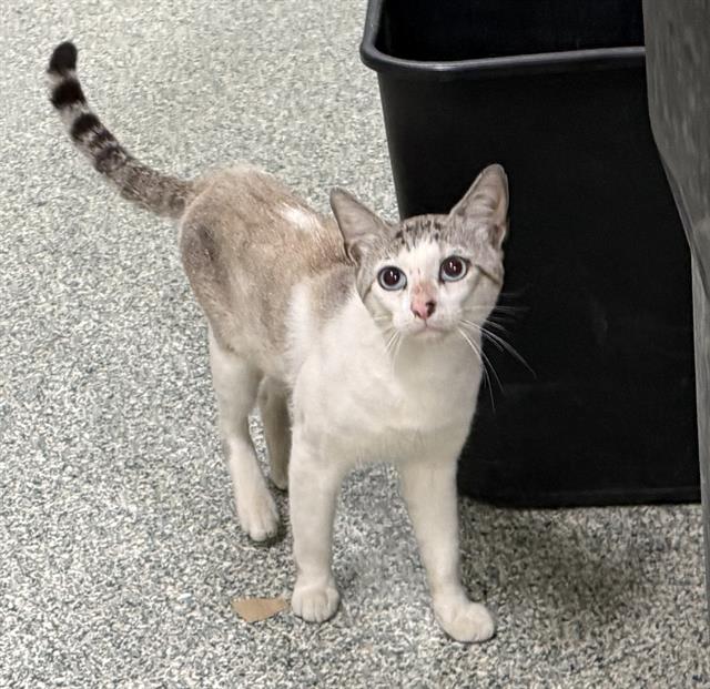 Franklin, Domestic Short Hair