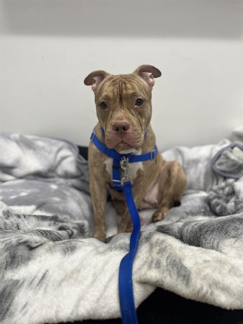 GOLDIE, a dog for adoption from MSPCA - Boston Animal Care and Adoption Center