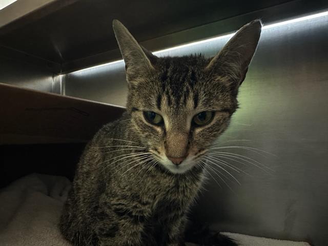 Tabitha, Domestic Short Hair