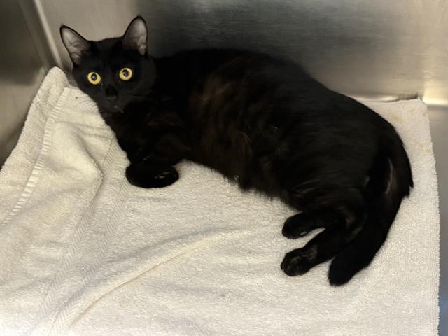 Rosemary, Domestic Short Hair