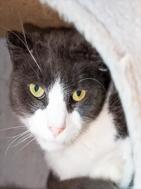 Louis - Domestic Short Hair