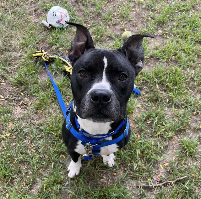 Ritter - Pit Bull Terrier