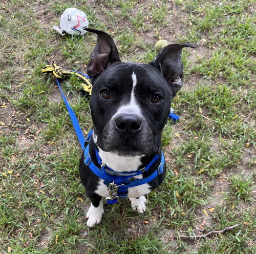 RITTER, a dog for adoption from MSPCA - Boston Animal Care and Adoption Center