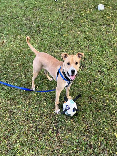 CLYDE, a dog for adoption from MSPCA - Boston Animal Care and Adoption Center